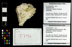 Foto (Objekt + Etikett) von Cracensigillatus acutirostris (Moericke, 1889)  (NHMW-GEO-2014-0194-0796)